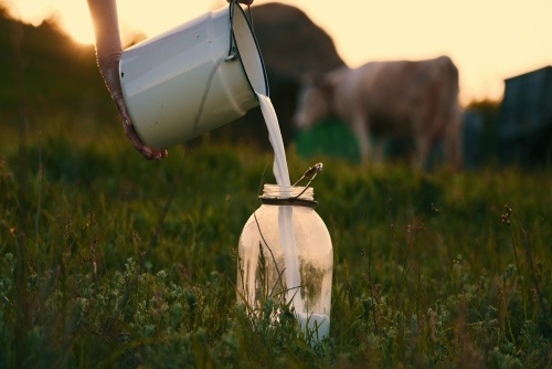 Dairy Farming Business Plan and Steps To Start It in India