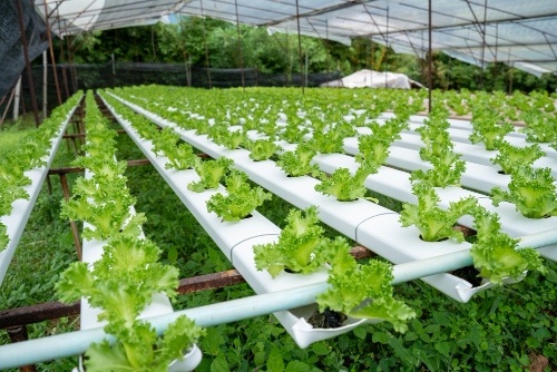 Hydroponic Farming Business in India: Urban Agriculture Guide