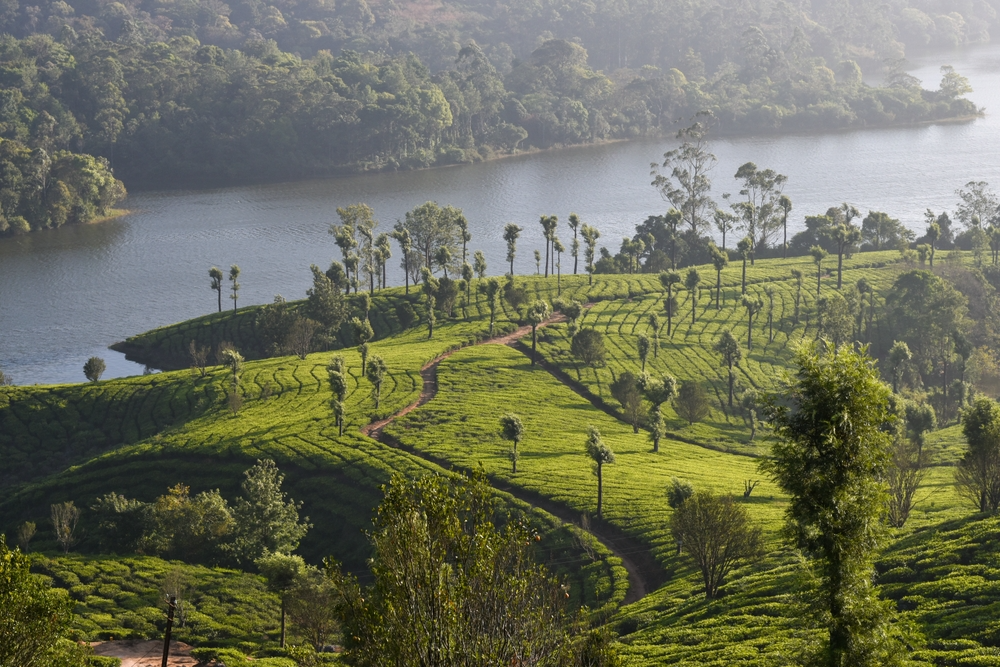 Top Places to Visit in Munnar – Easy Travel with a Personal Loan