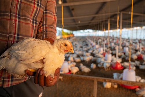 Poultry Farming Business Plan: How to Start a Poultry Farming Business